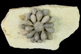Jurassic Club Urchin (Asterocidaris) - Boulmane, Morocco #139282-1